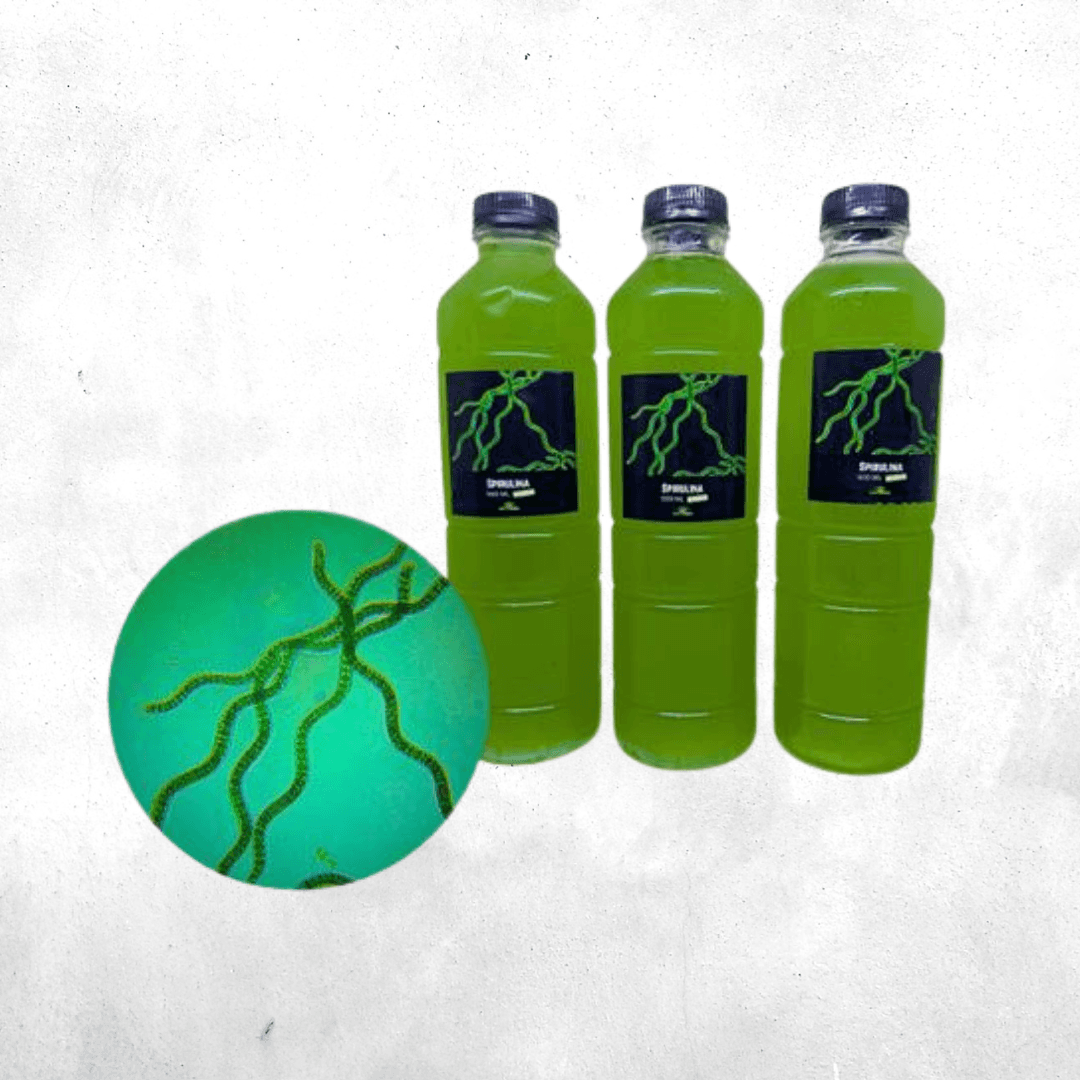 Spirulina Sp - Cyano Bactery