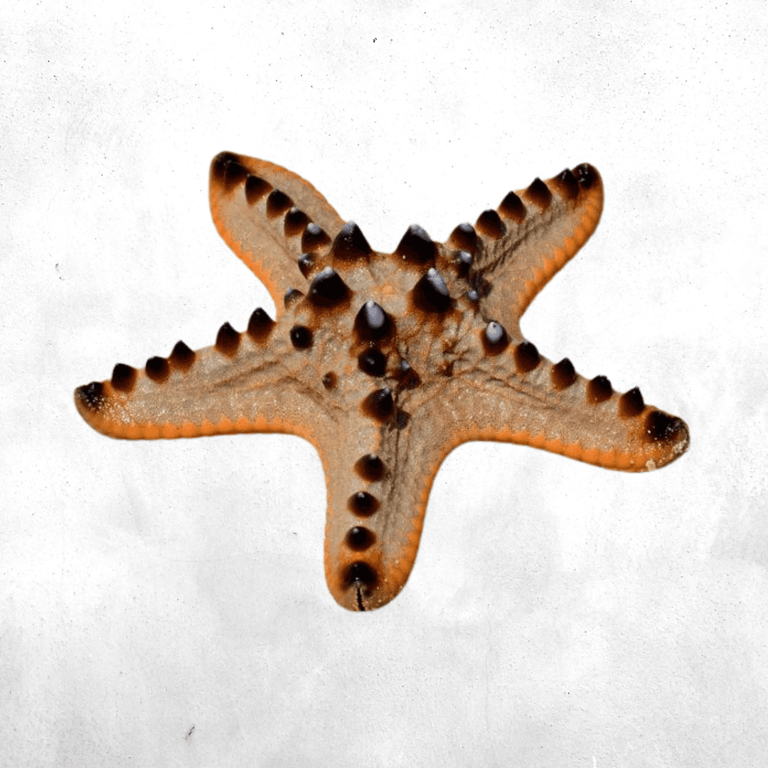 Protoreaster nodosus - Sea Star Fish