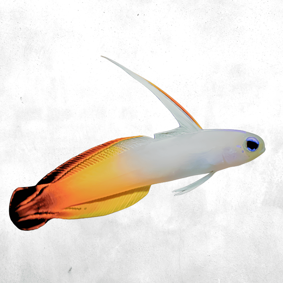 Nemateleotris Magnifica - Salt water fish
