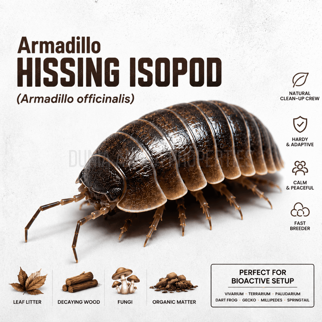 Armadillo officinalis