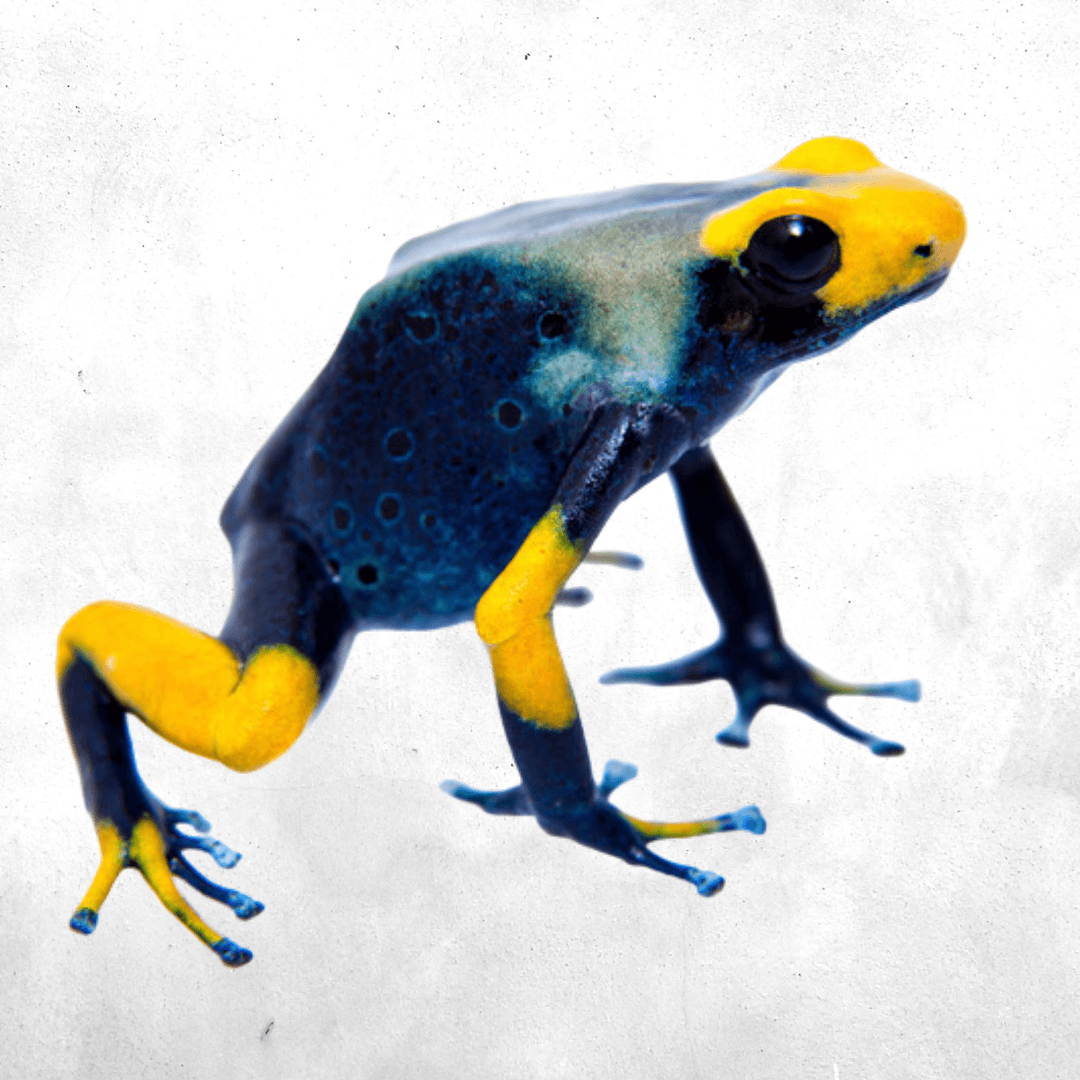 Dendrobates tinctorius tumucumaque