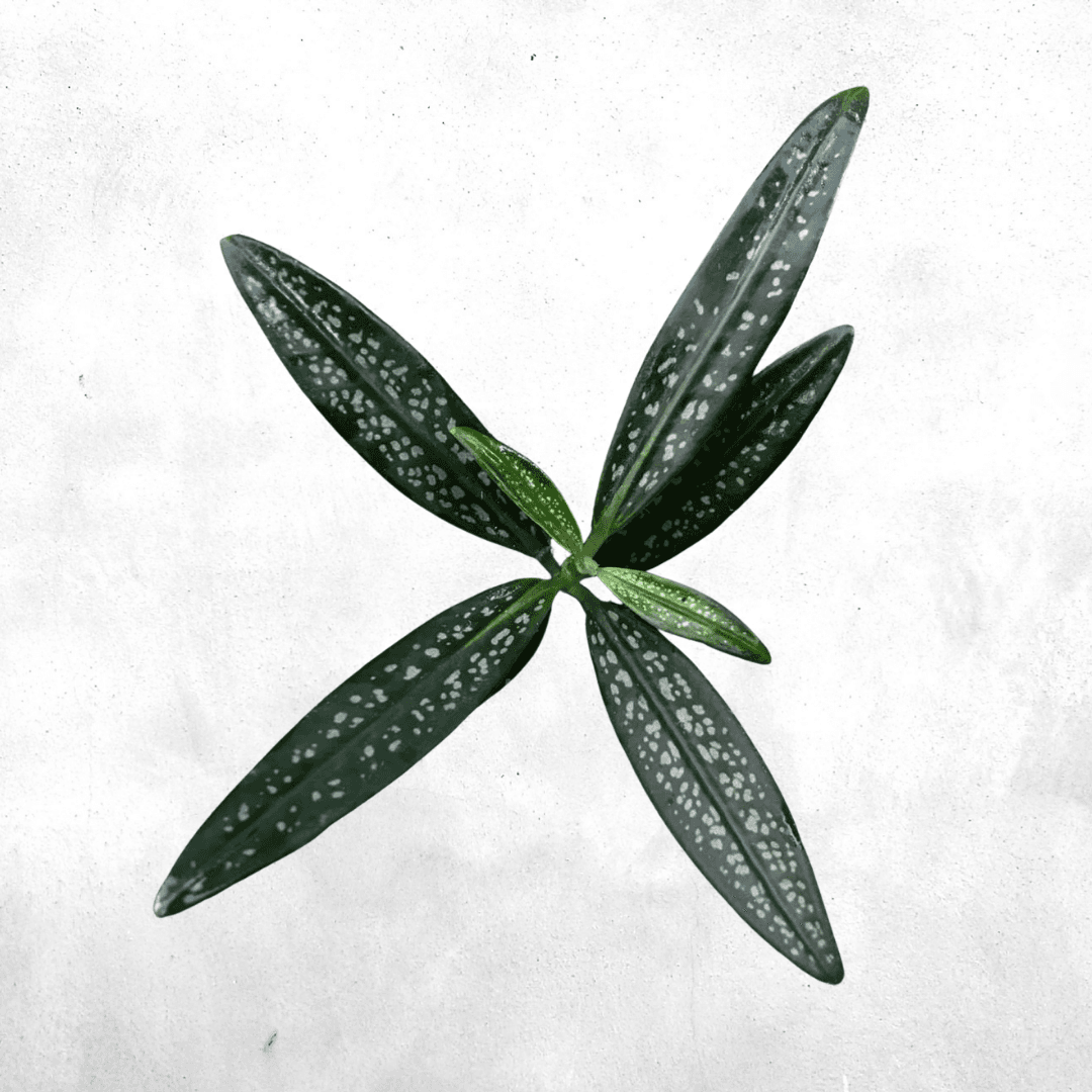 Labisia sp kalbar - Vivarium Plant