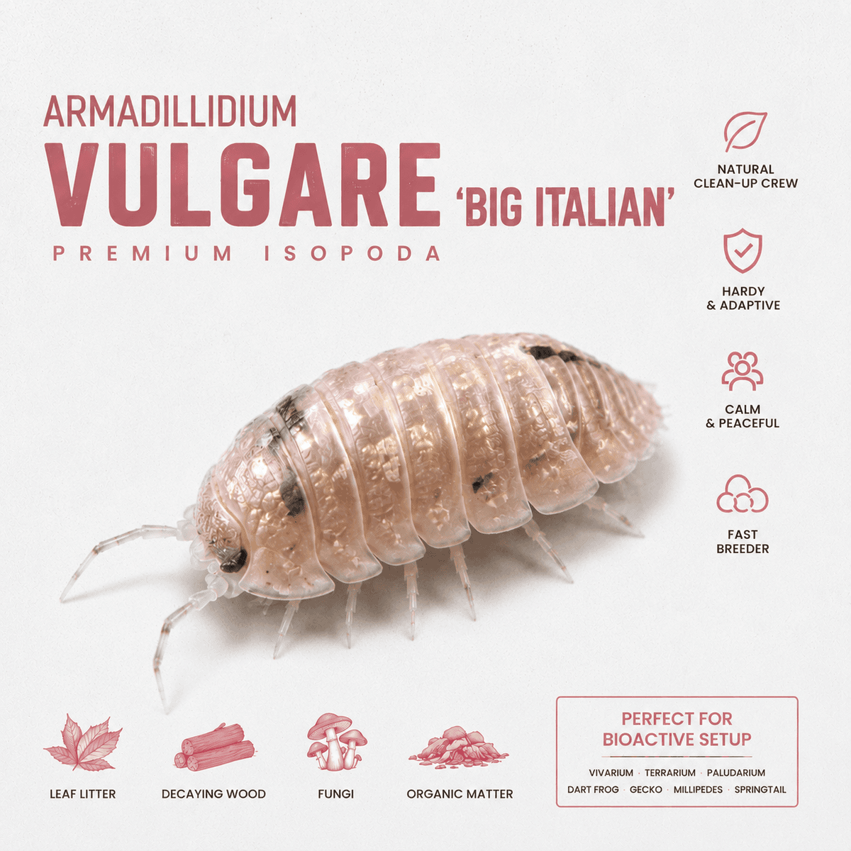 Armadillidium vulgare "Big Italian"