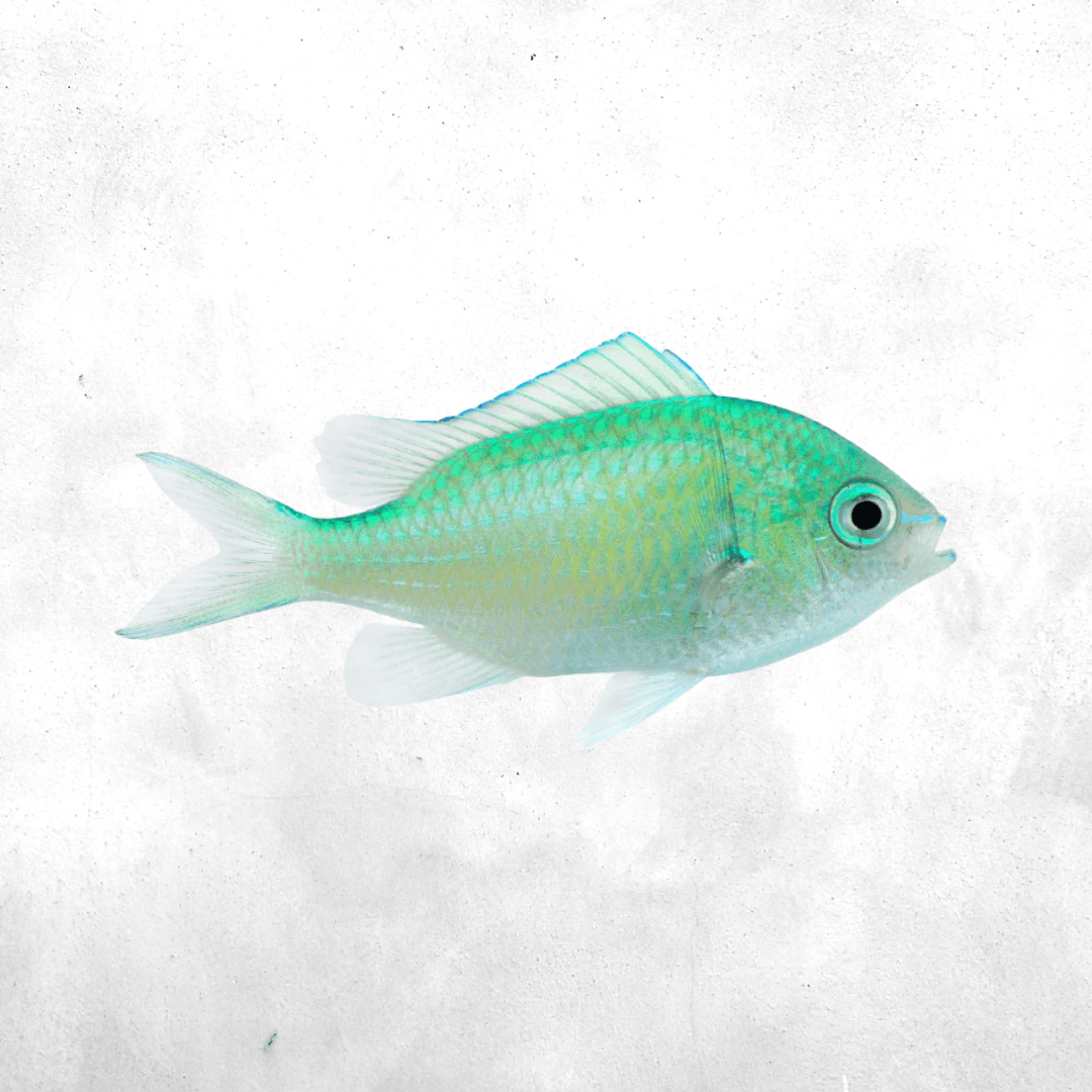 Chromis viridis - Salt water fish