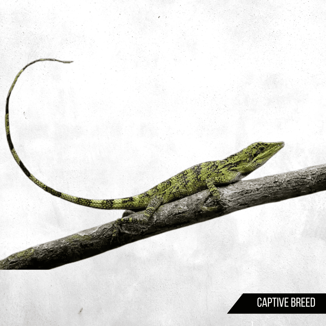 Pseudocalotes tympanistriga