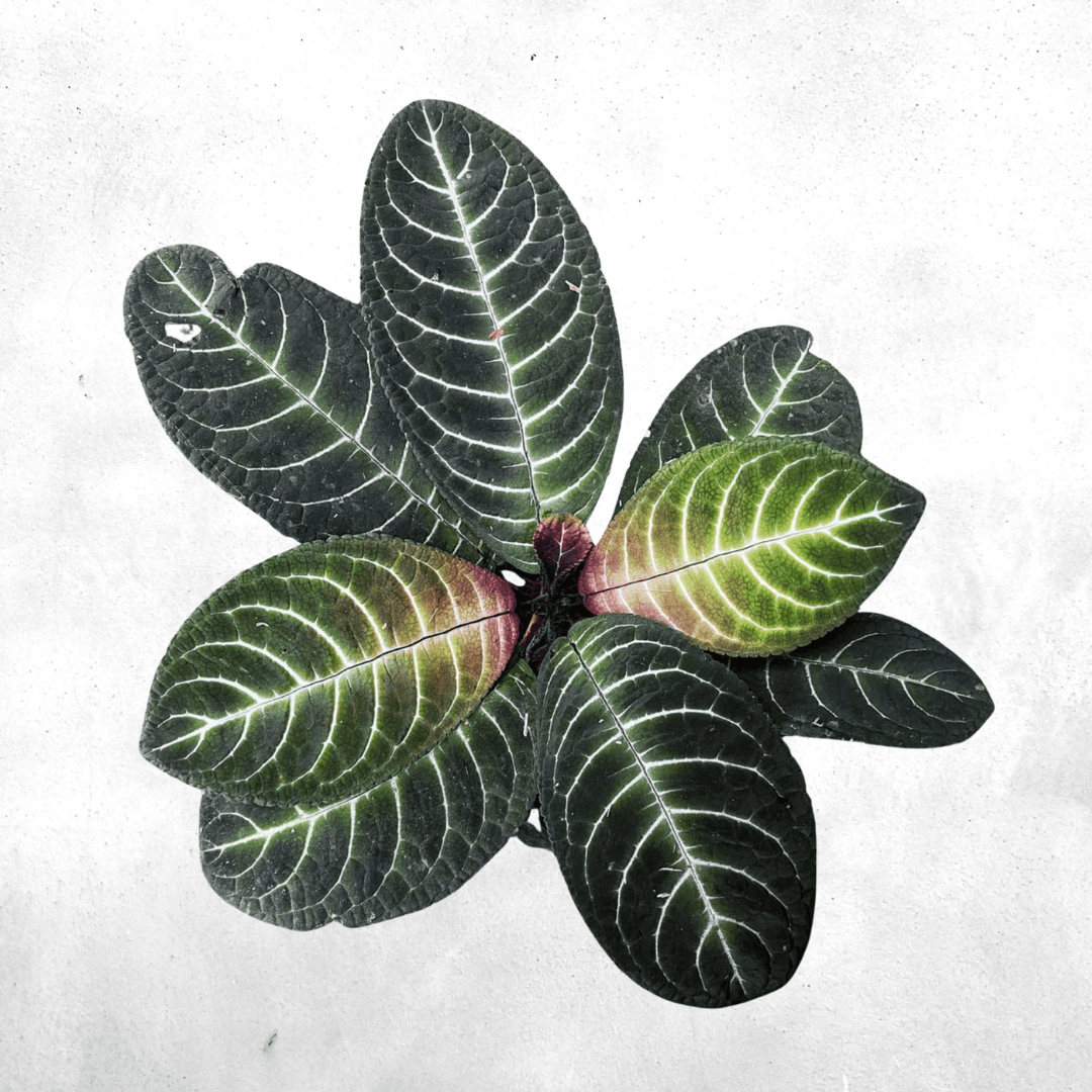 Episcia Sp borneo  - Vivarium Plant