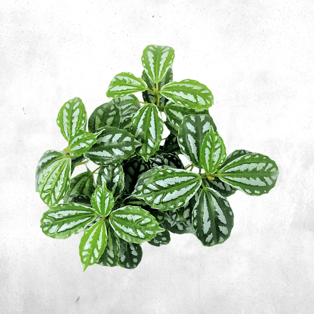 Pilea Cadierei