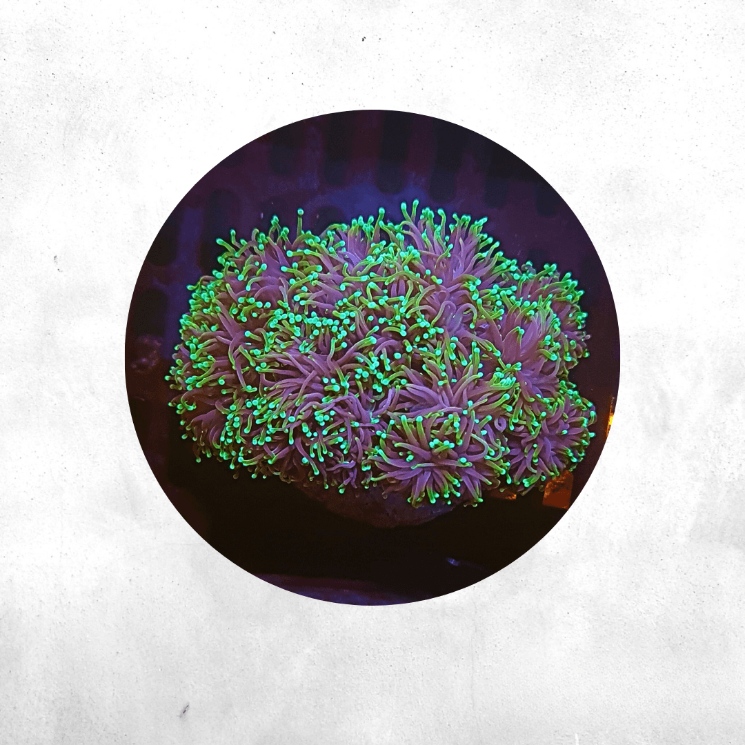 Euphyllia glabrescens -  Dragon Soul
