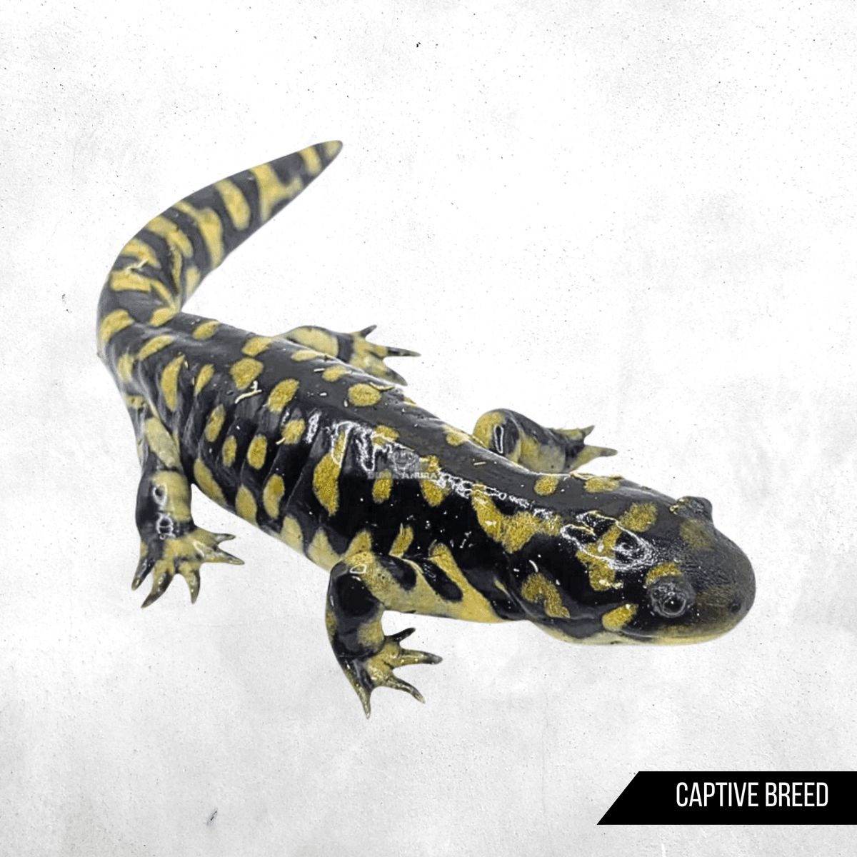 Ambystoma tigrinum - Newt