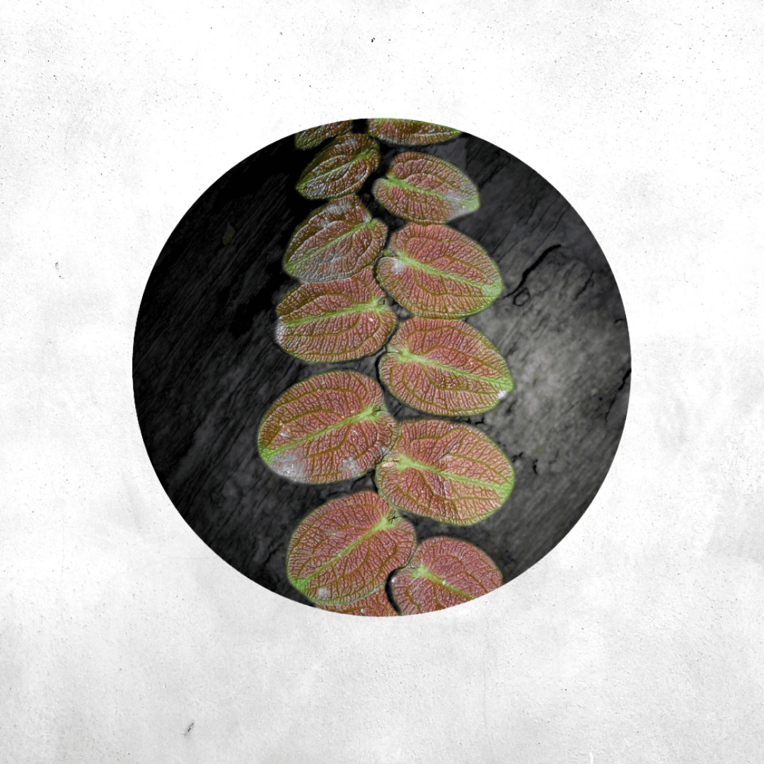 Pothos Barberianus - Vivarium plant