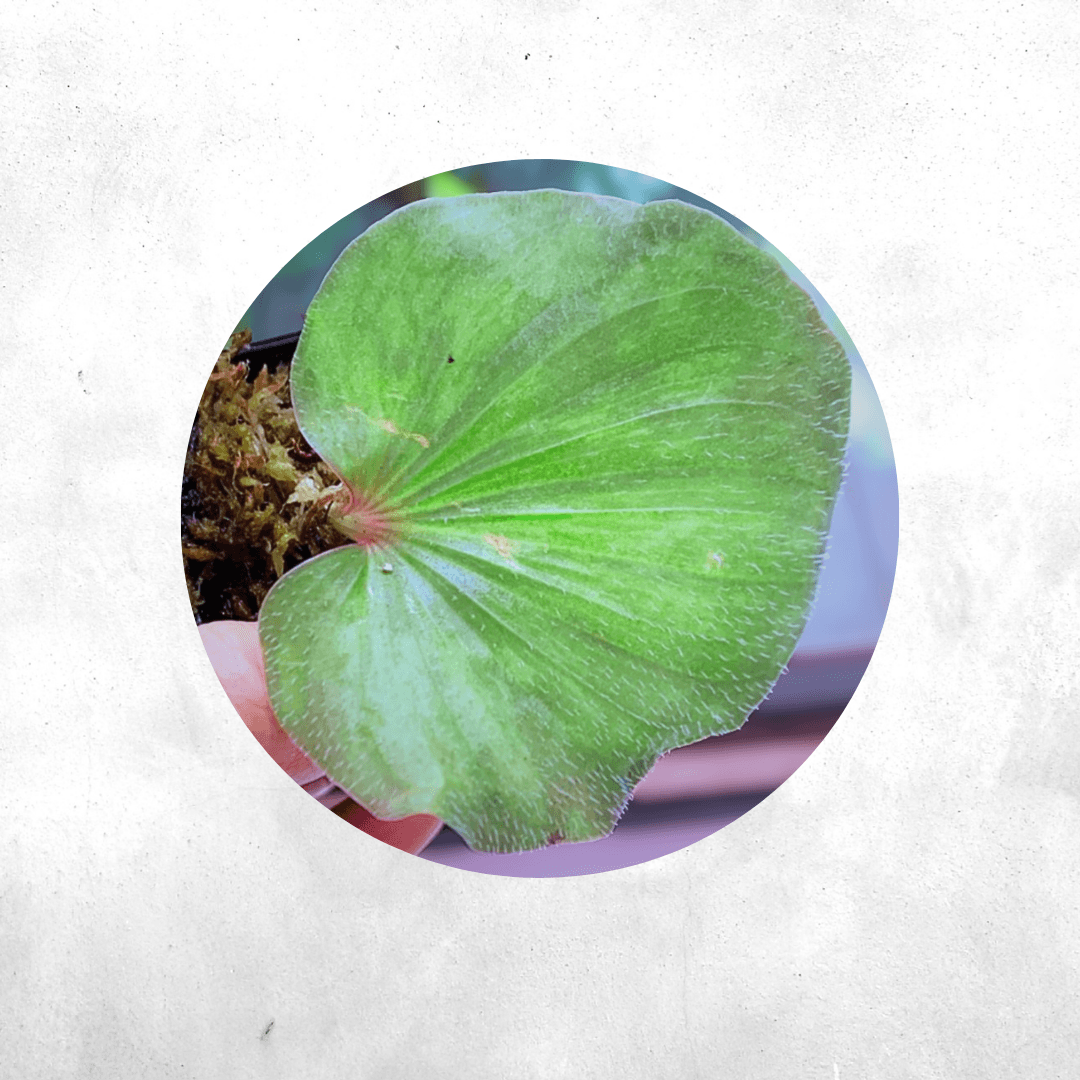 Nervilia Green sp borneo