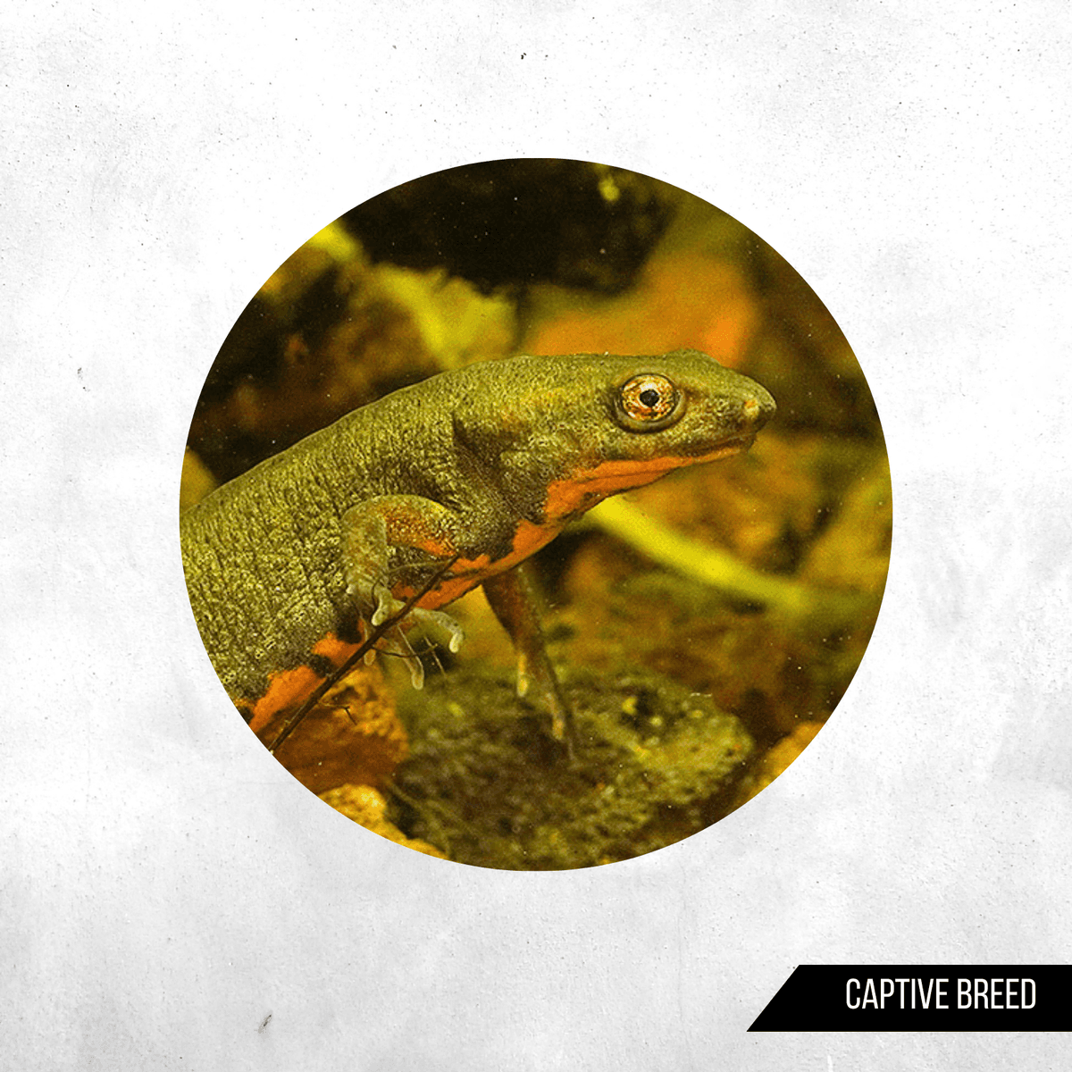Cynops fudingensis - Newt