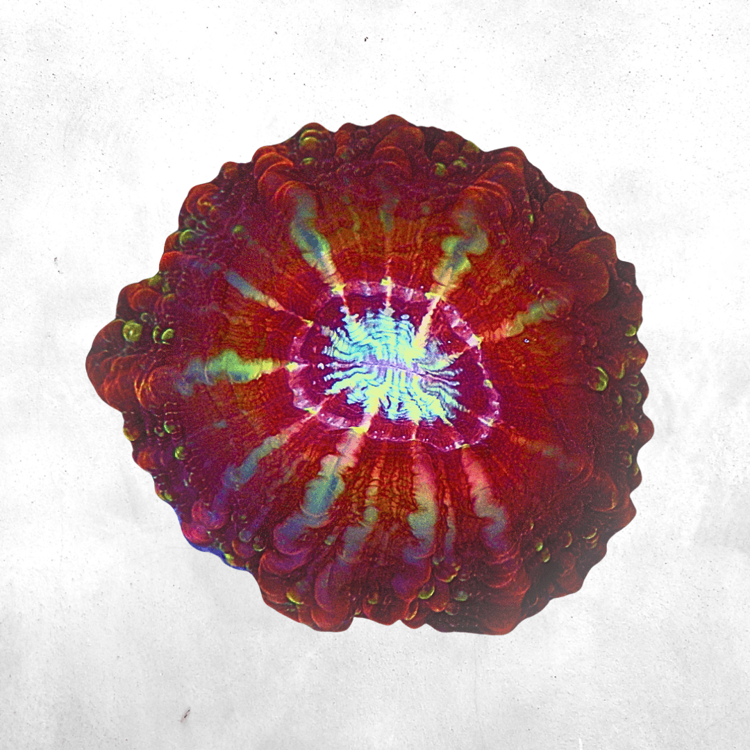 Cynarina lacrymalis & Indophyllia - Coral