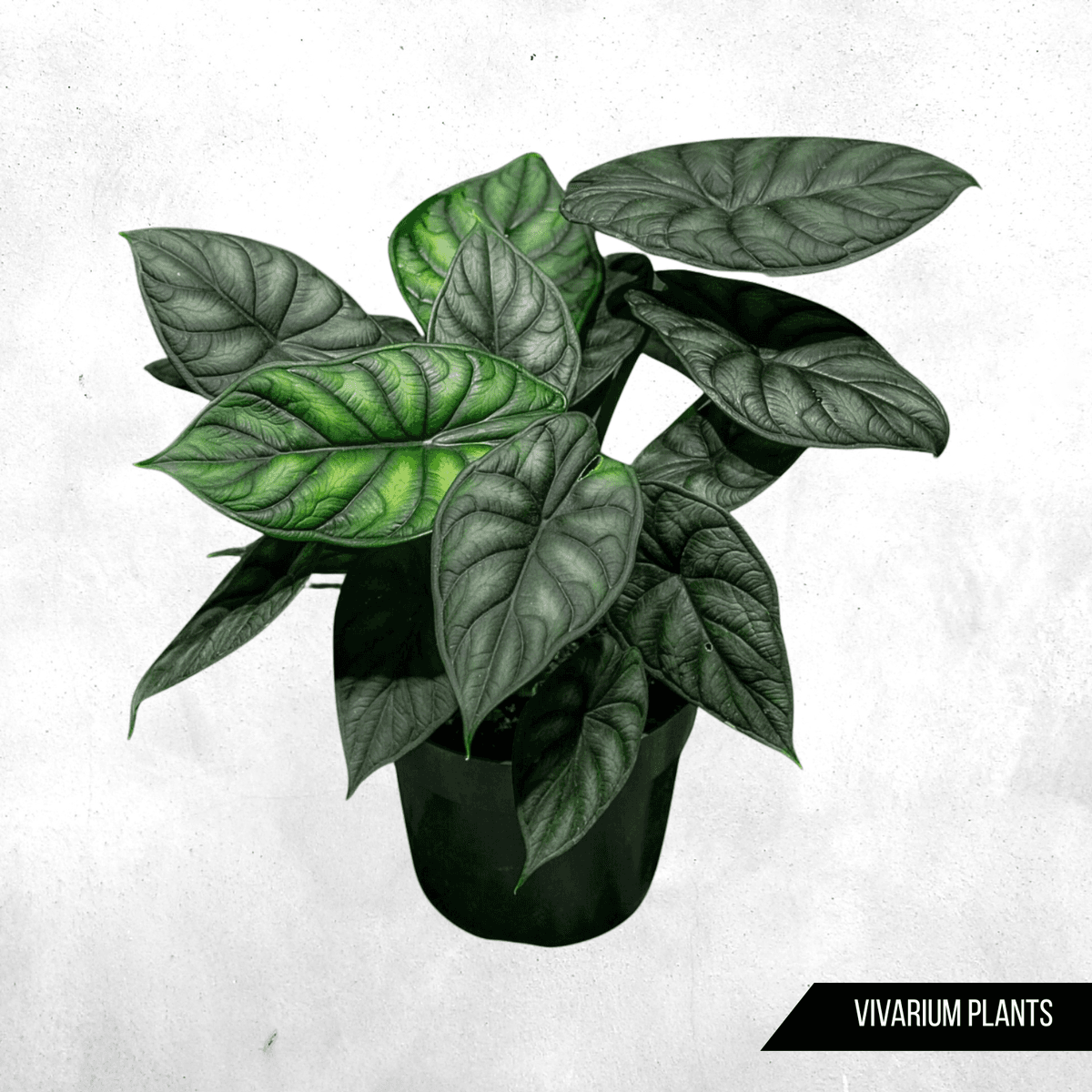 Alokasia Dragon Scale - Vivarium Plants