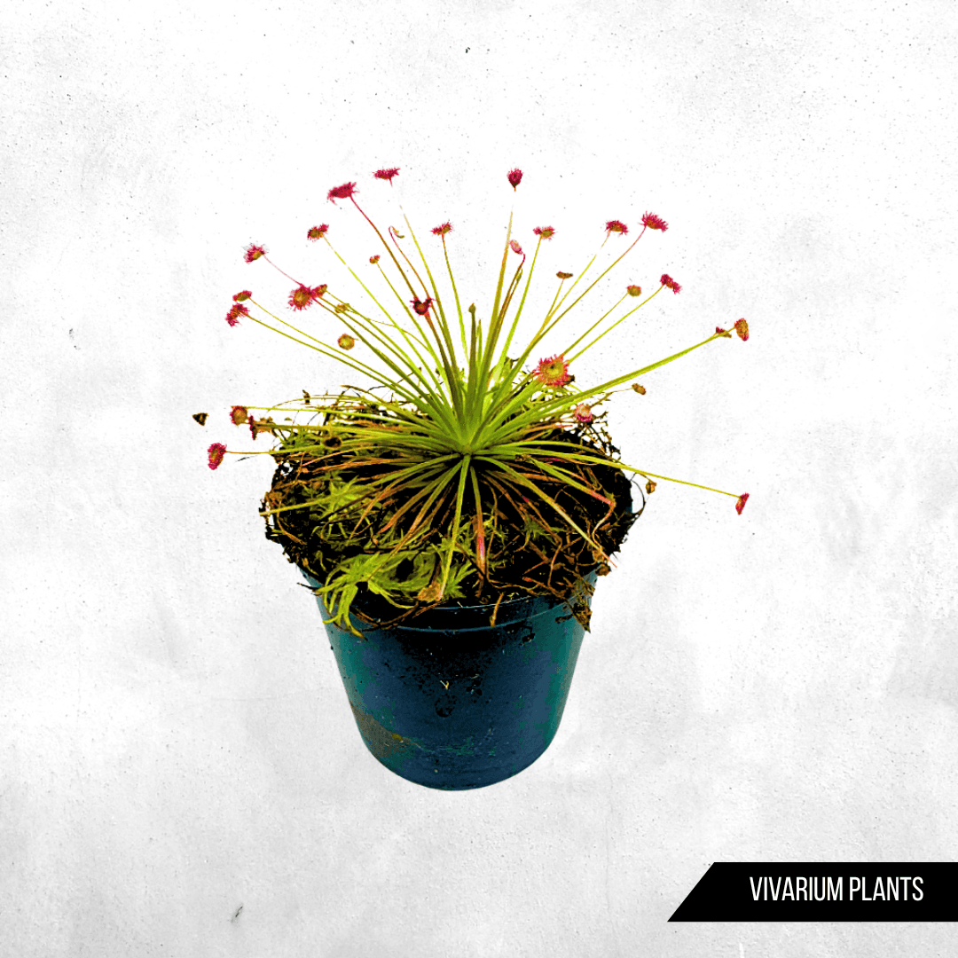 Drosera Paradoxa - Carnivorous plant