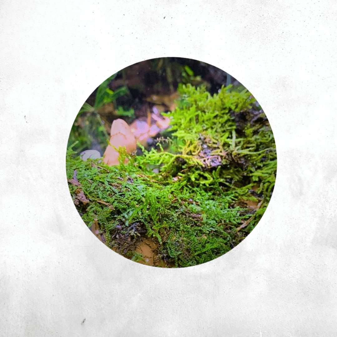 Bryophyta Sp - Forrest Moss