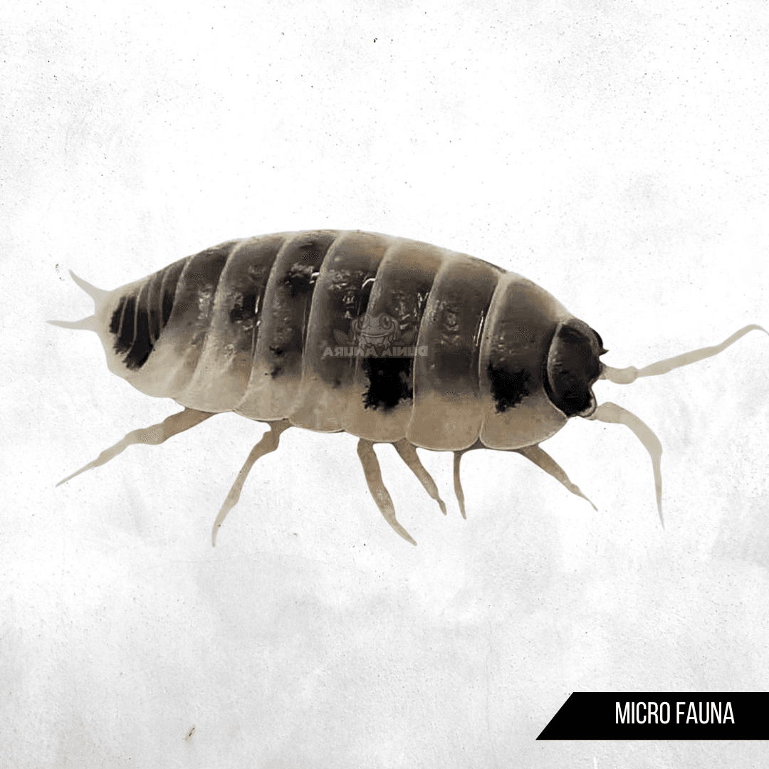 Porcellio laevis - Isopod