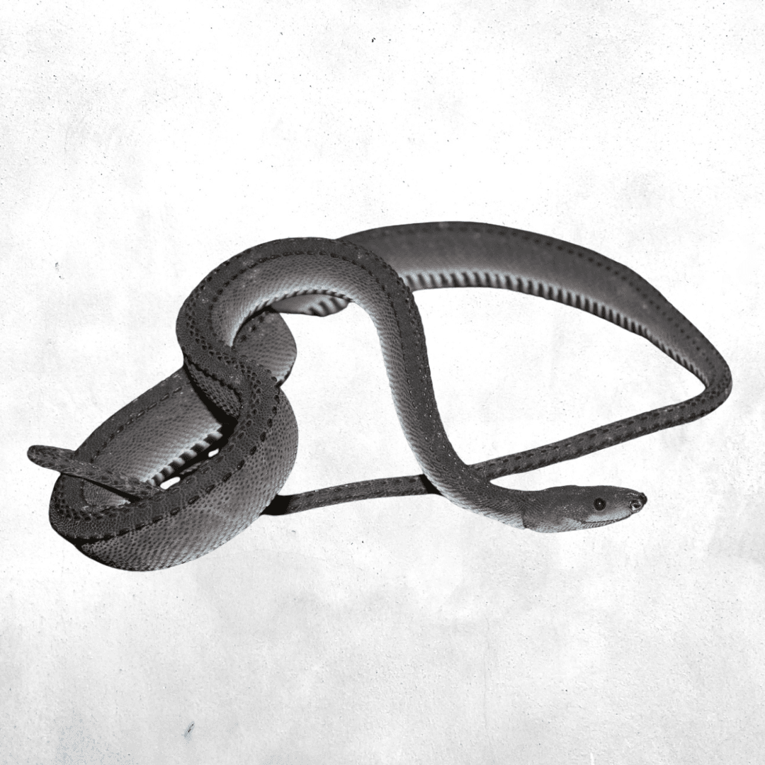 Xenodermus javanicus