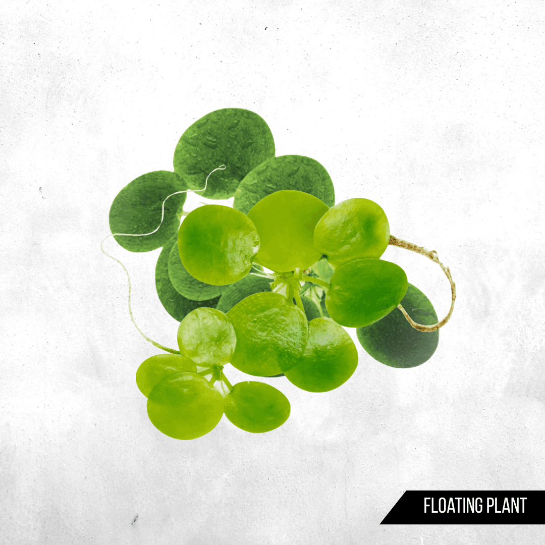 Limnobium laevigatum - Floating Plant