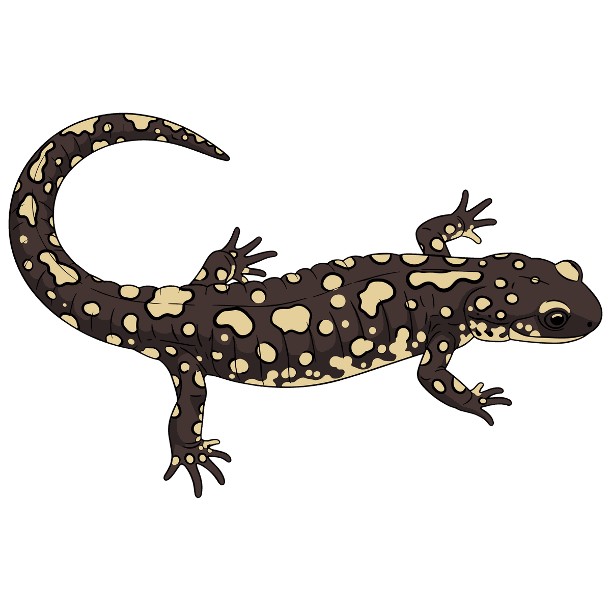 Salamander