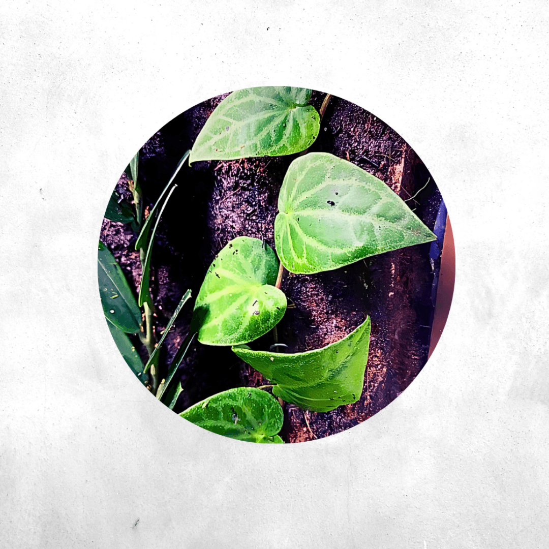 Piper Sp Sumatera - Vivarium Paludarium Plant