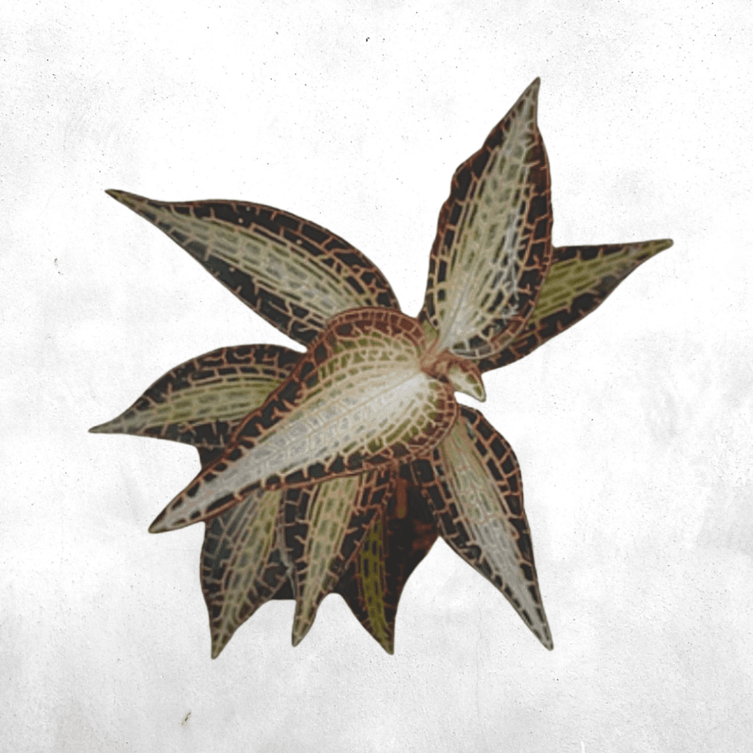 Goodyera  - Jewel orchid