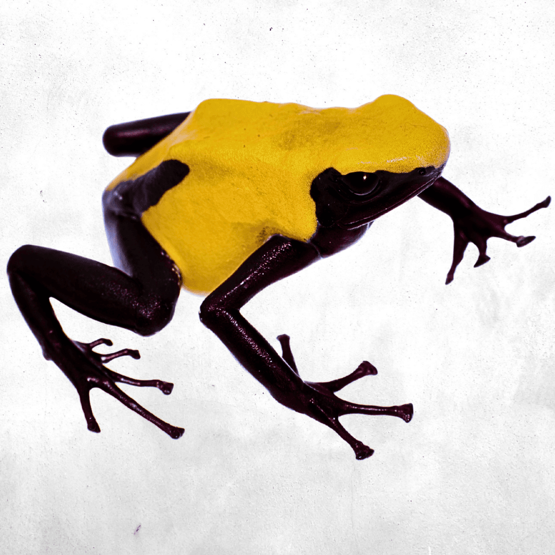 Dendrobates tinctorius citronella