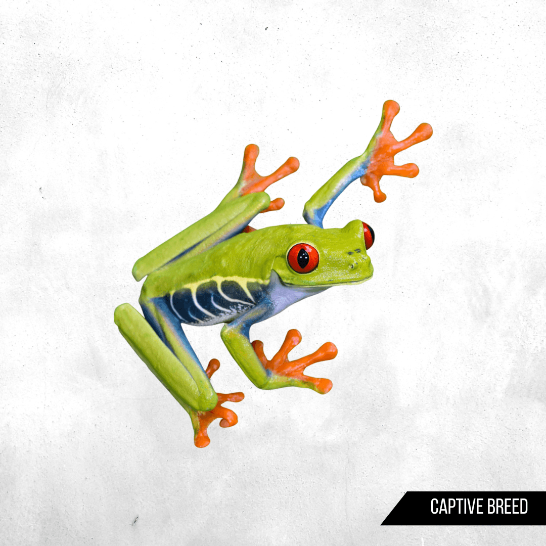 Agalychnis callidryas