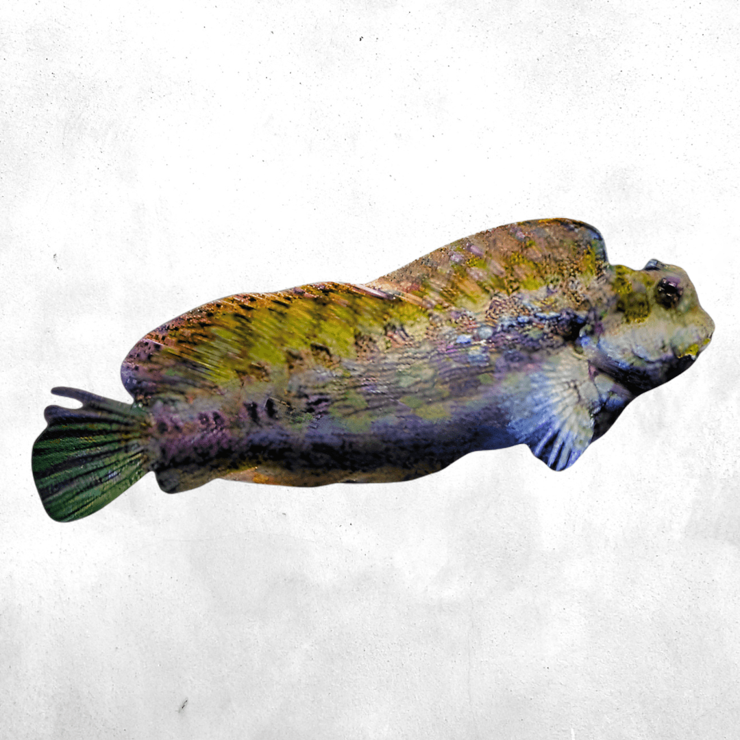 Salarias fasciatus - Salt water fish