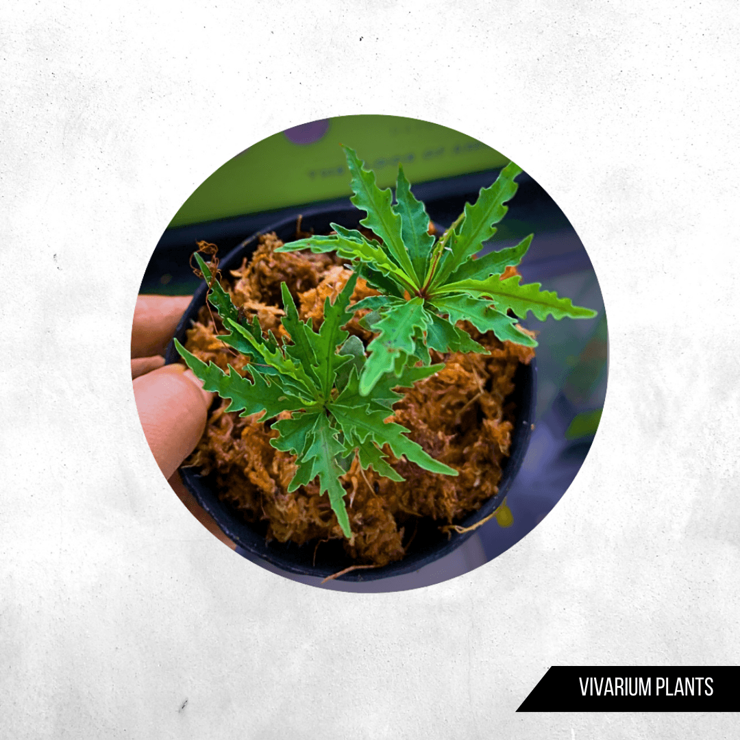 Ardisia hutan sp kalimantan barat - Vivarium Plants