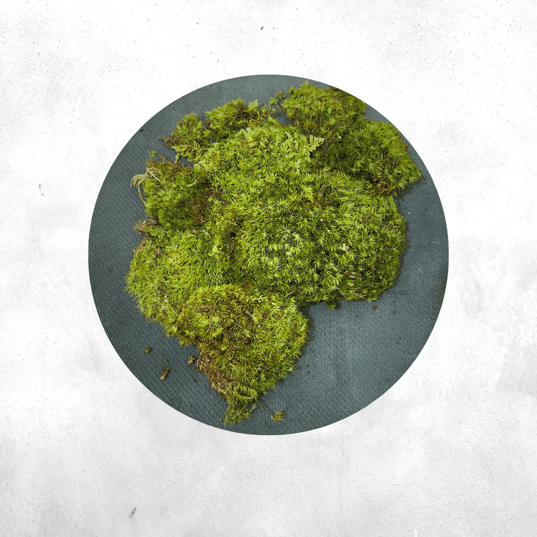 Leucobryum glaucum - Forrest Moss