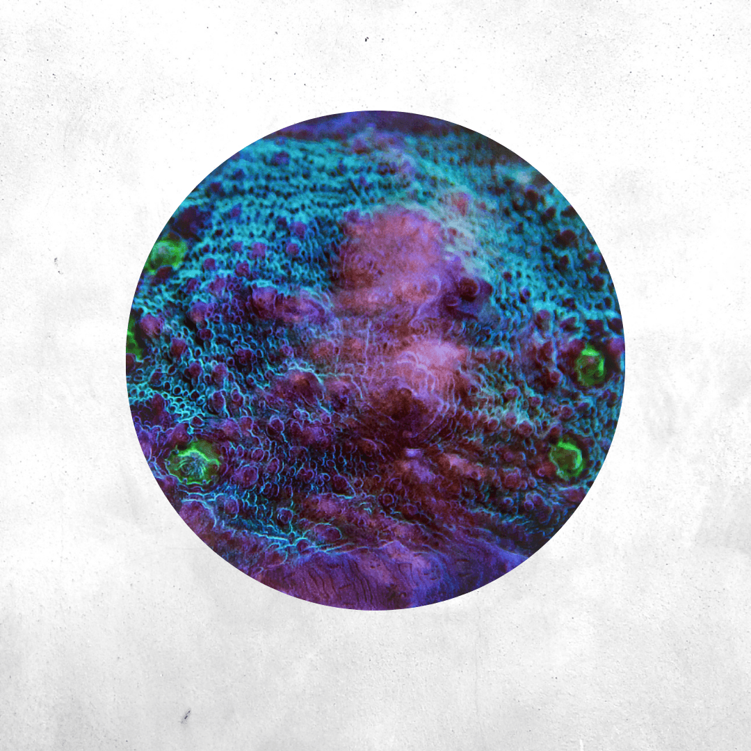 Echinophyllia - Coral