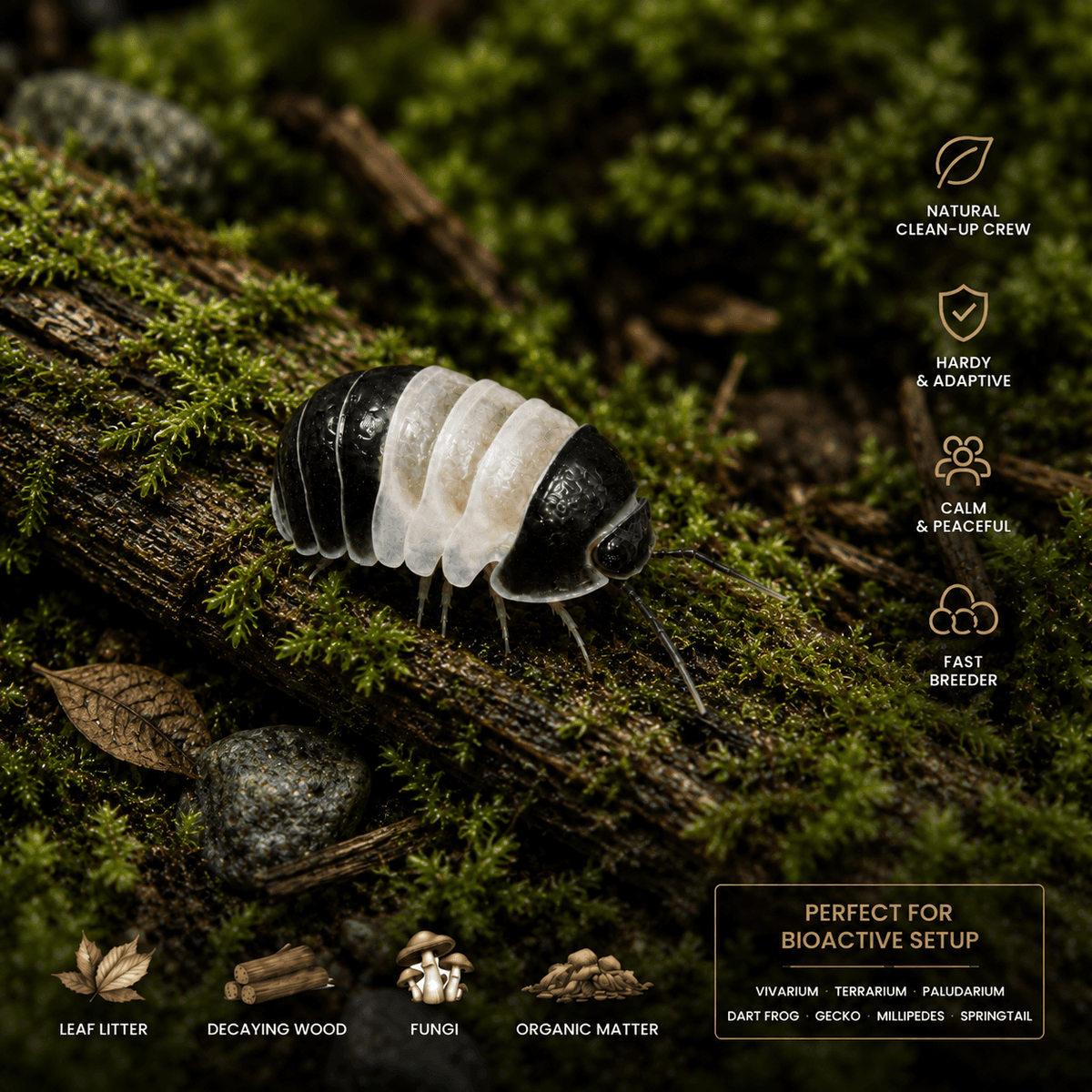Cubaris Sp Panda King