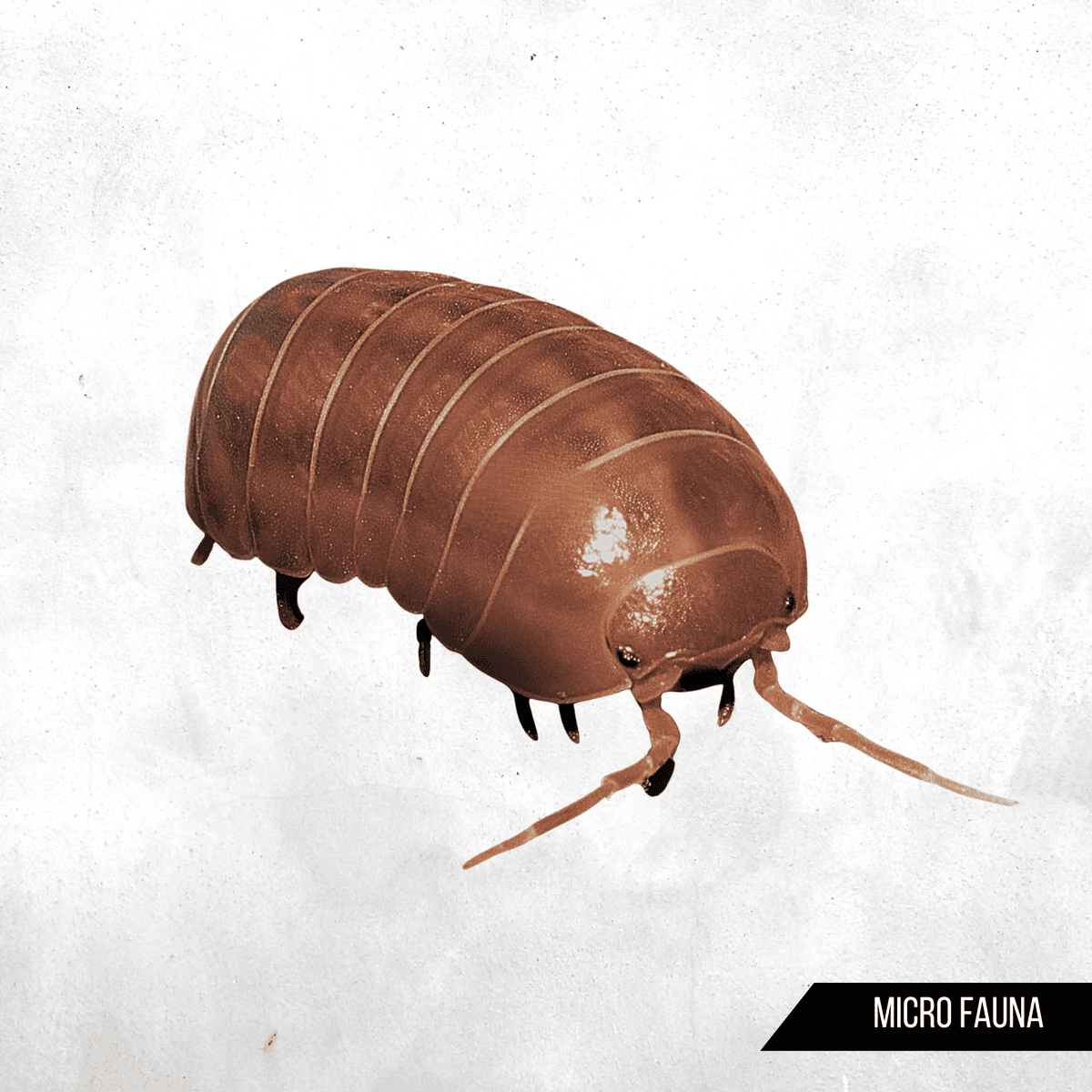 Armadillidium vulgare St.Lucia - Isopod