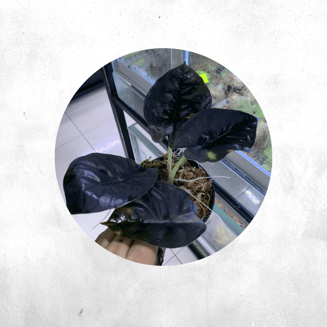Alokasia Infernalis- Vivarium Plants