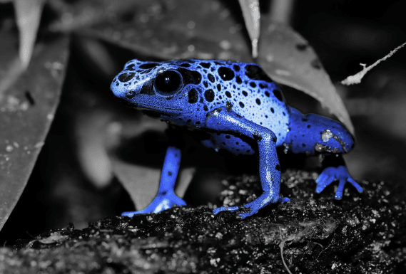 Dendrobates tinctorius azureus