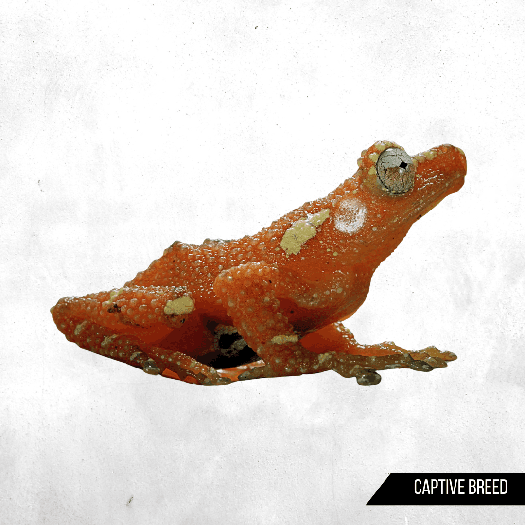 Nyctixalus margaritifer - Tree Frog