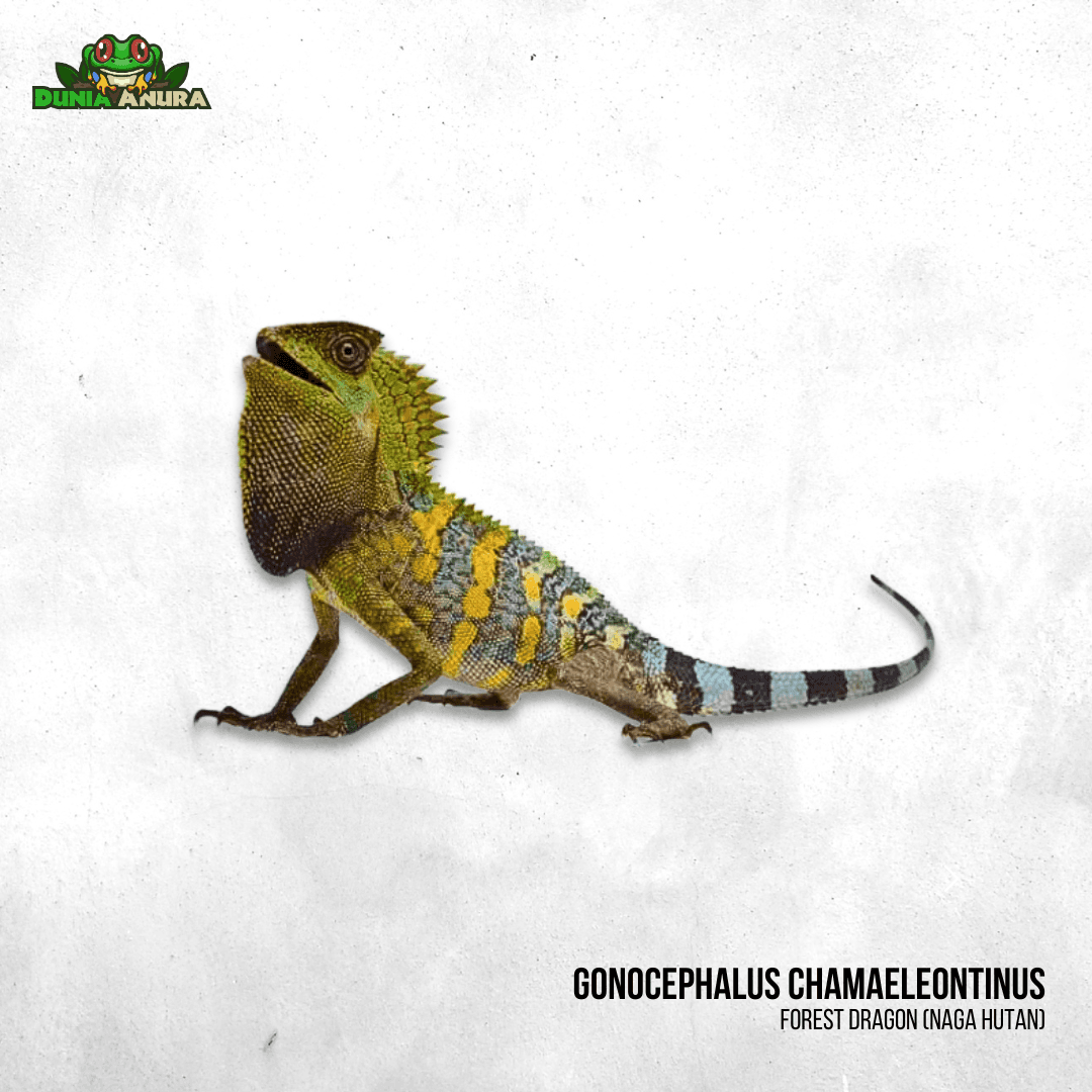 Gonocephalus Chamaeleontinus