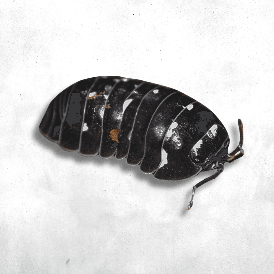 Armadillidium corcyraeum