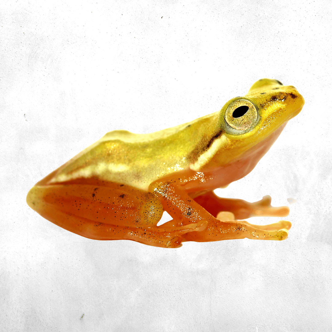 Feihyla vittiger - Tree Frog