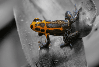 Ranitomeya imitator varadero