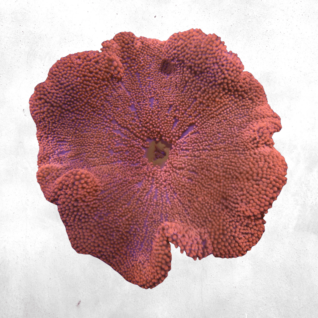 Stichodactyla Haddoni - Salt water anemone