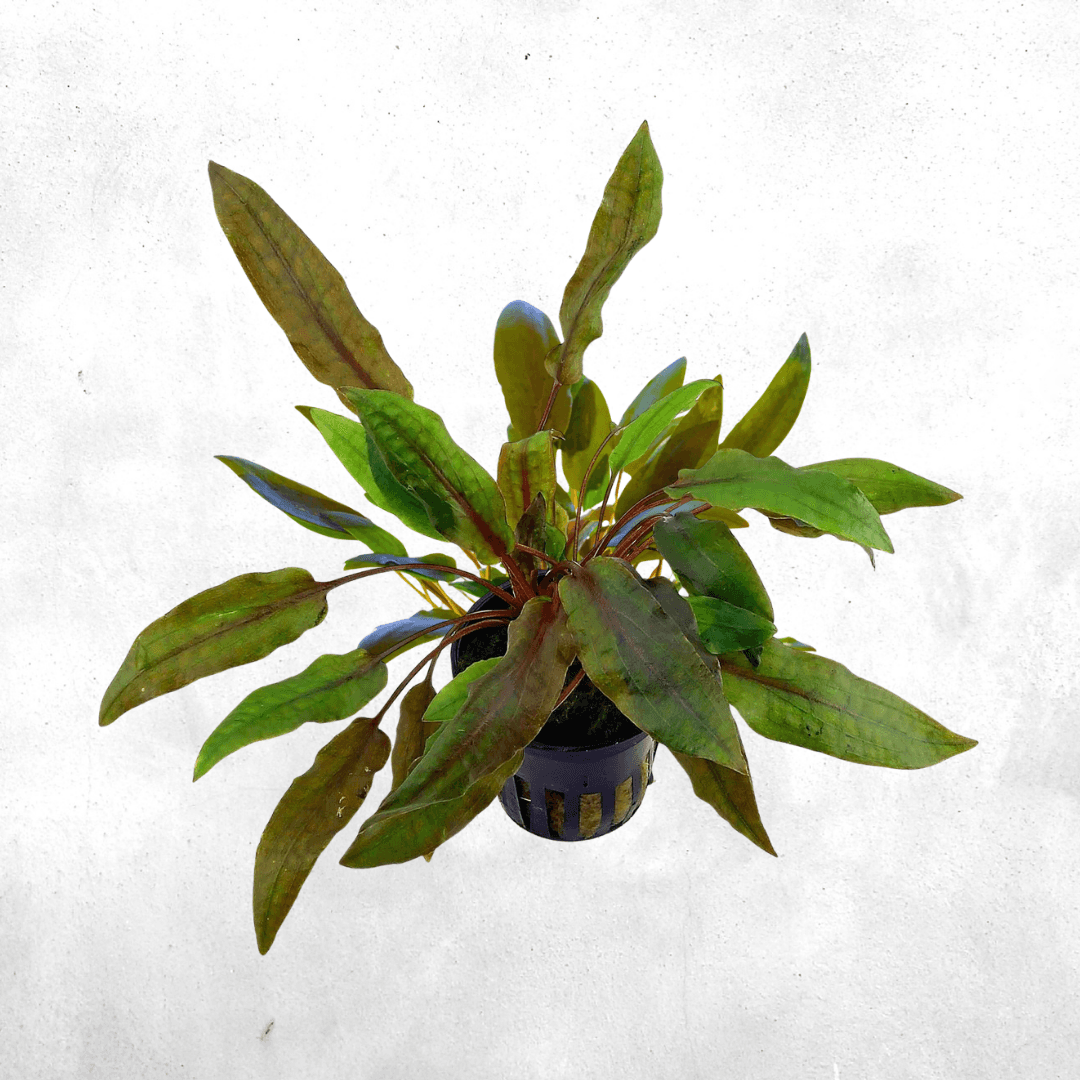 Cryptocorine Wenditi - Vivarium Plant