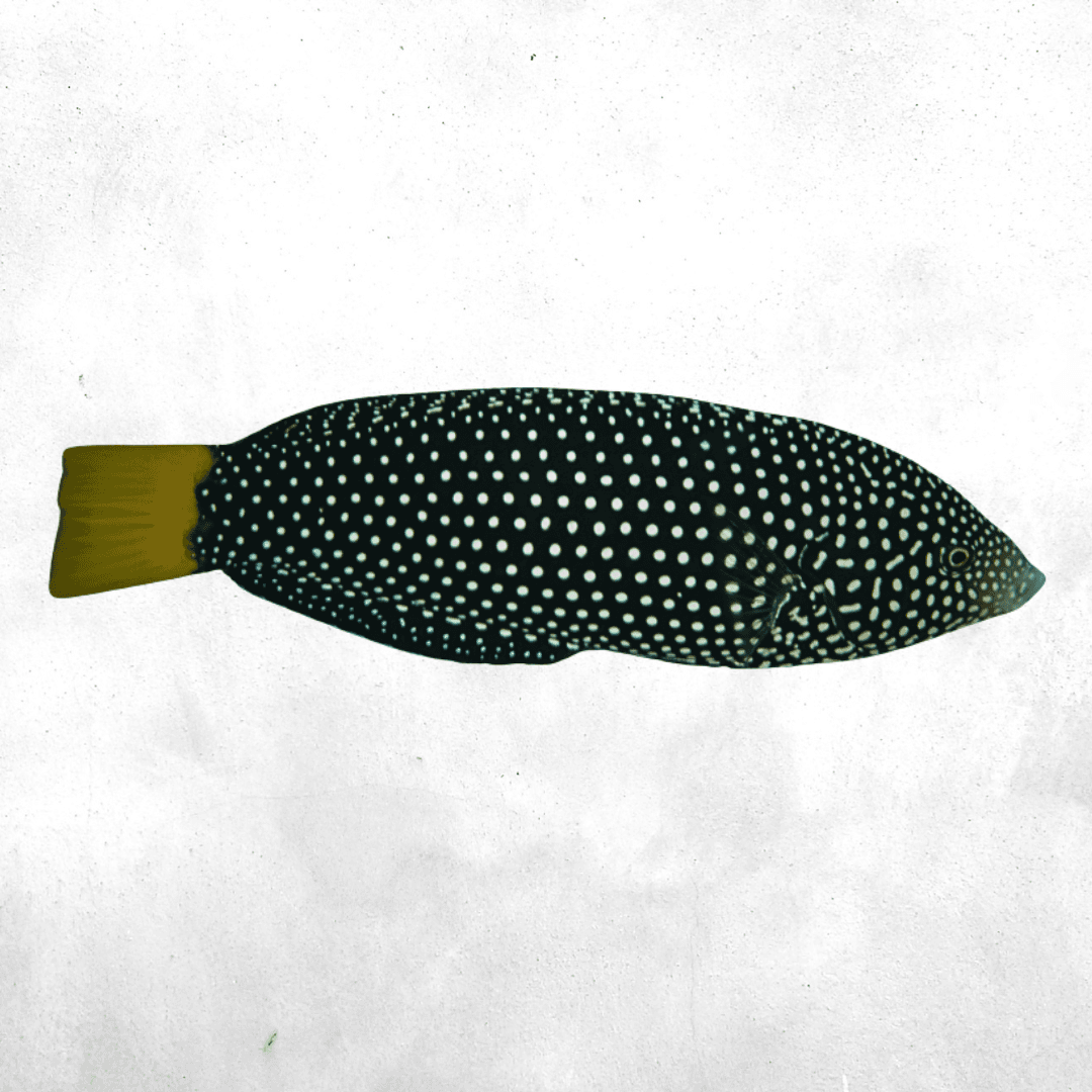 Anampses meleagrides - Salt water fish