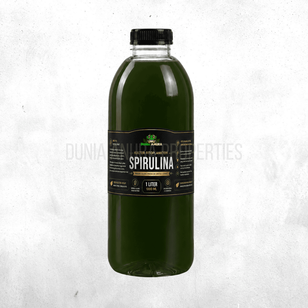 Spirulina Sp - Cyano Bactery