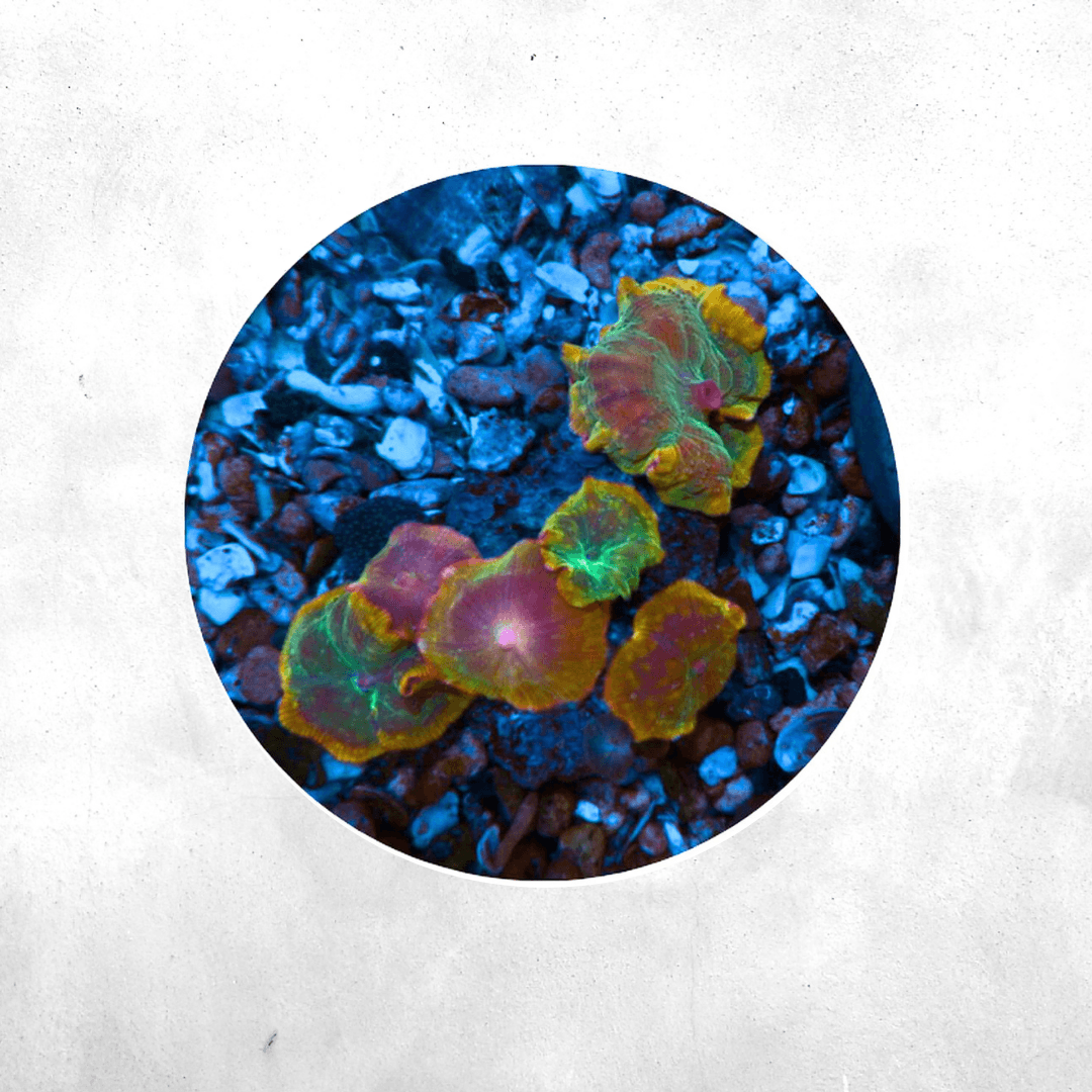 Discosoma Jaw Breaker Yellow Ring- Coral