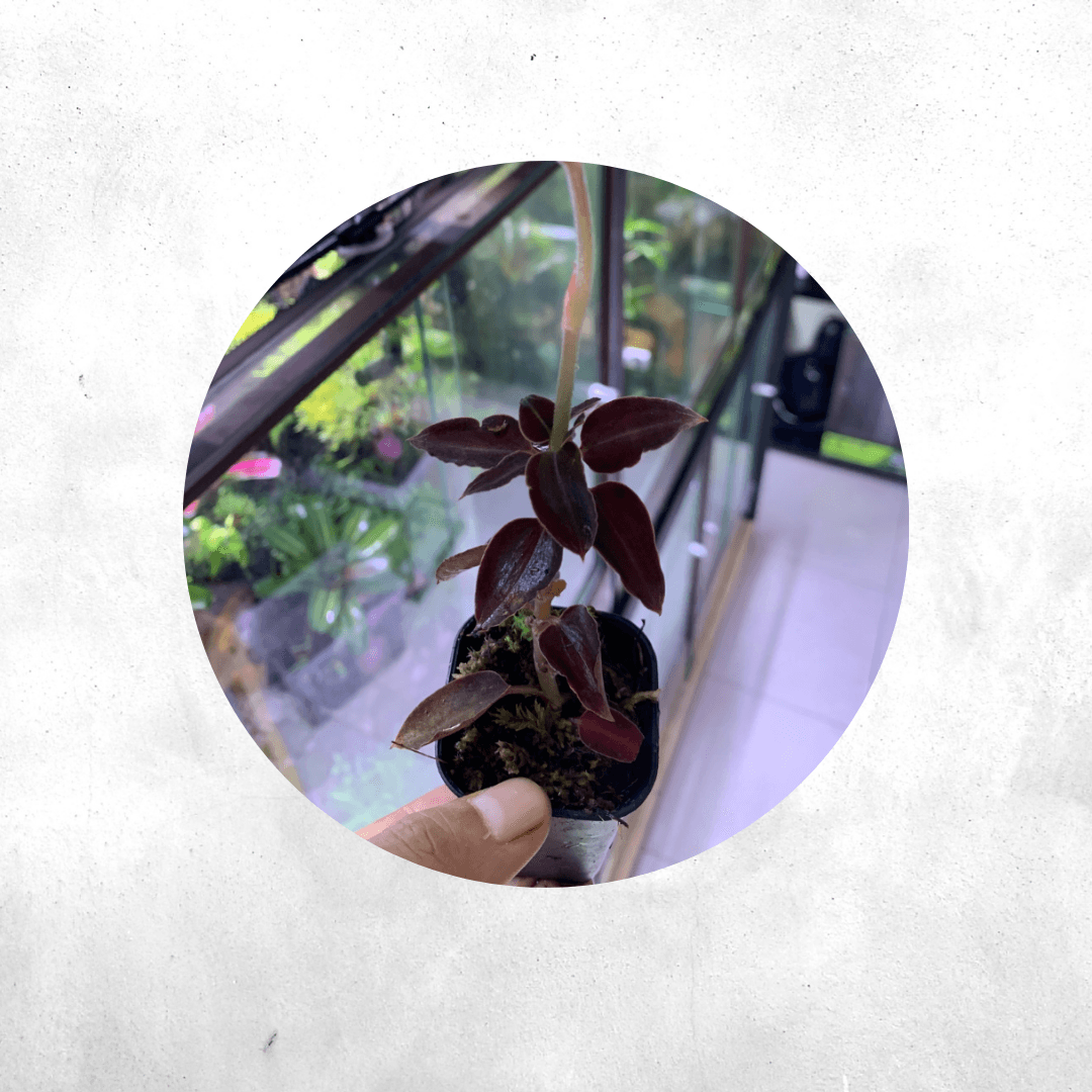 Ludisia red sp borneo