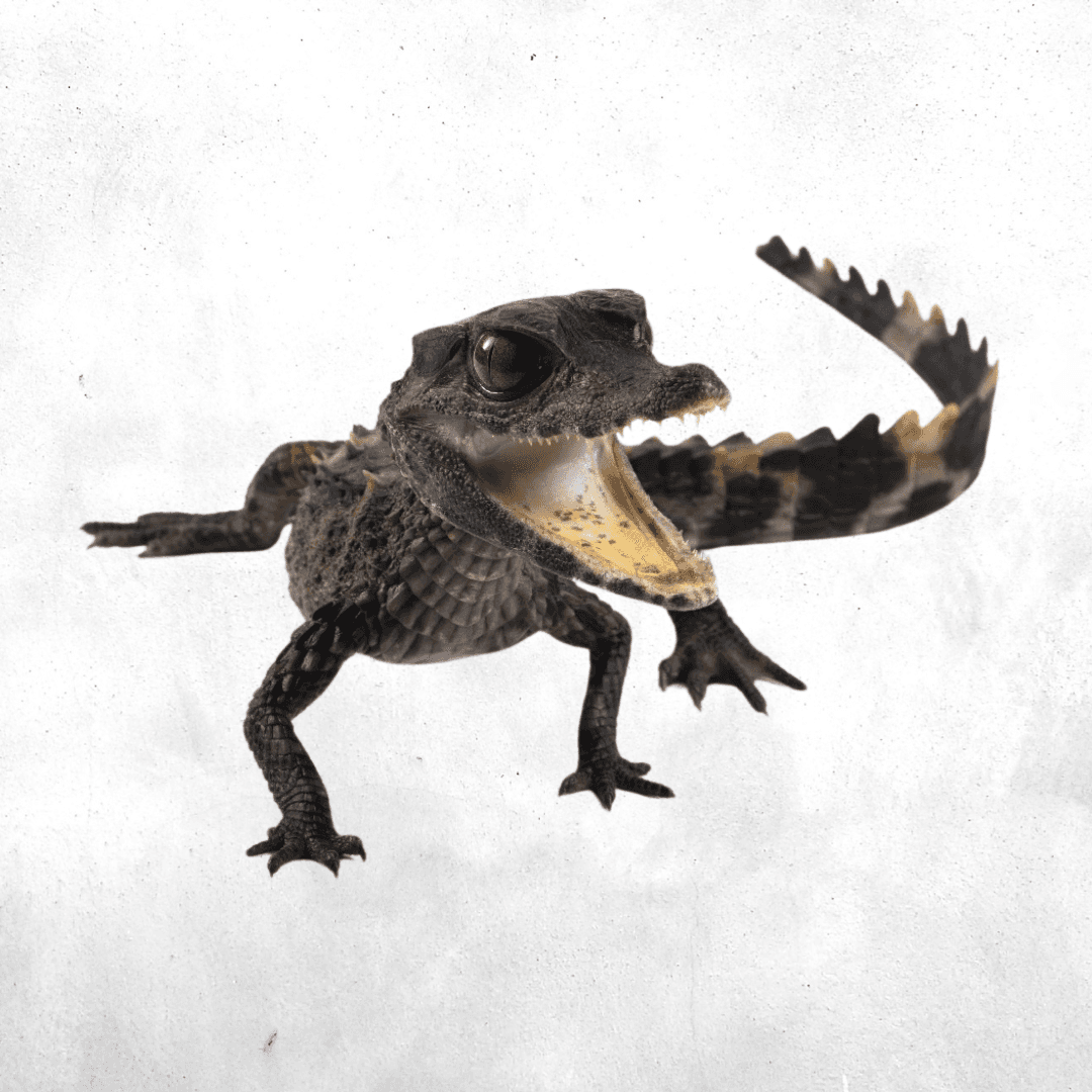 Paleosuchus trigonatus