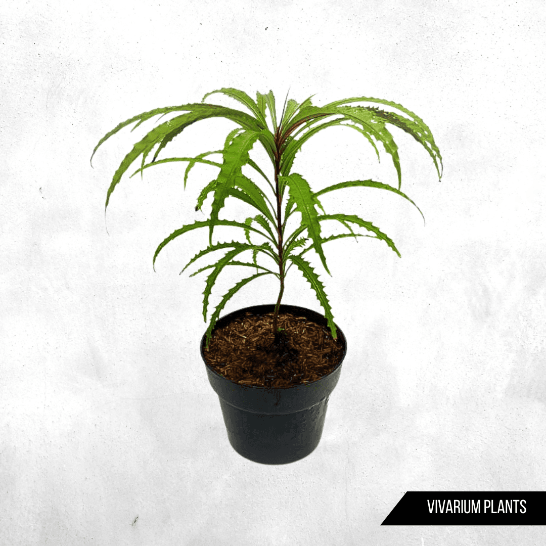Ardisia Bones sp Borneo - Vivarium Plants