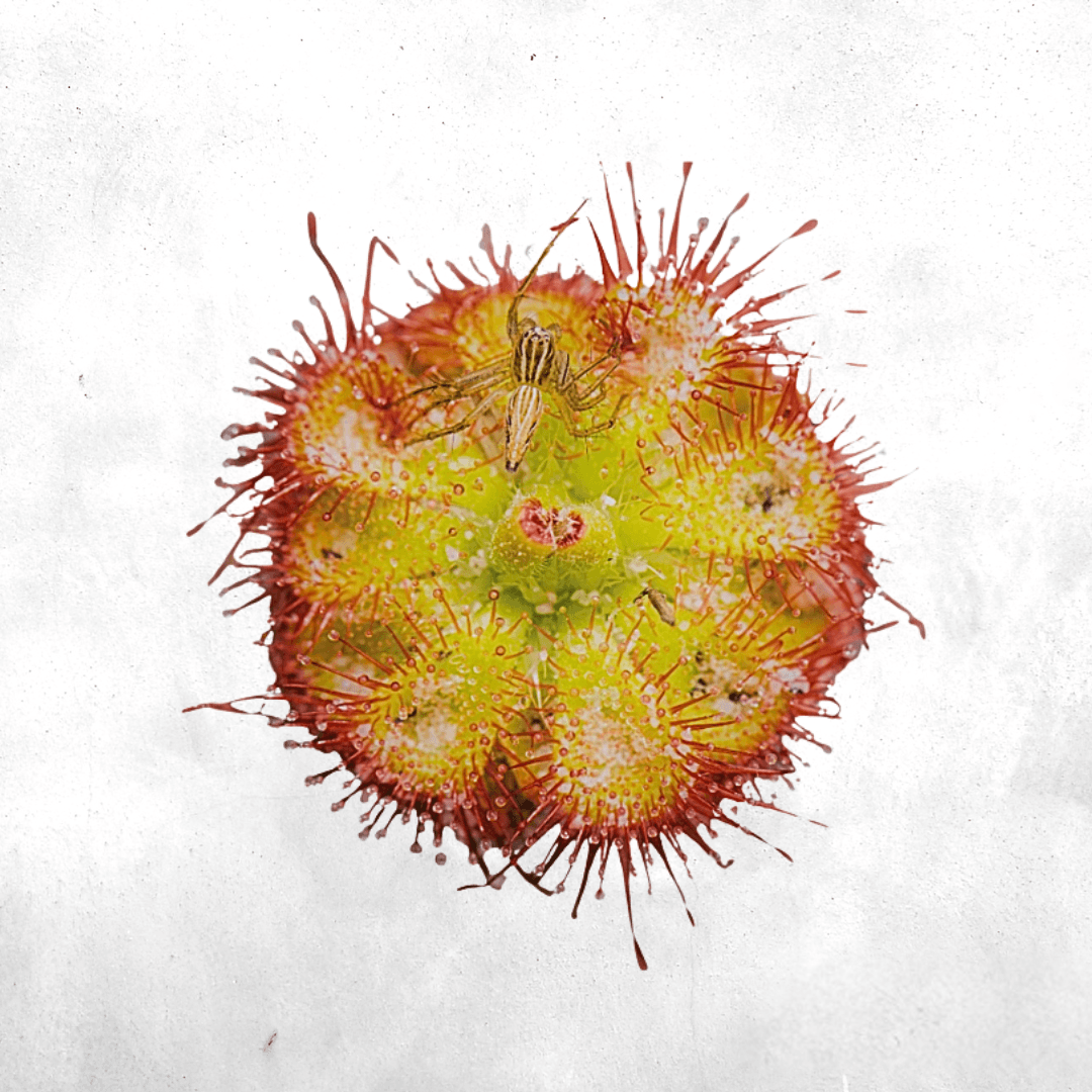 Drosera burmanii sessilifolia - Carnivorous plant